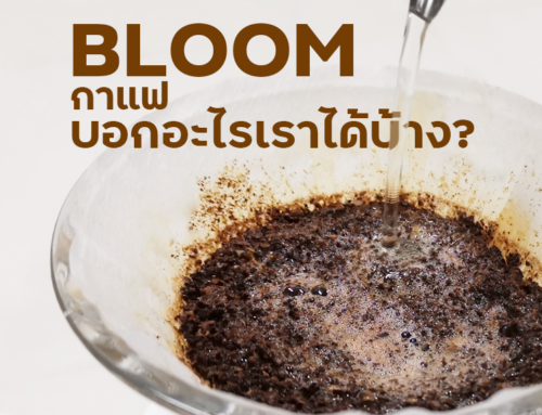 Bloom กาแฟ บอกอะไรเราได้บ้าง